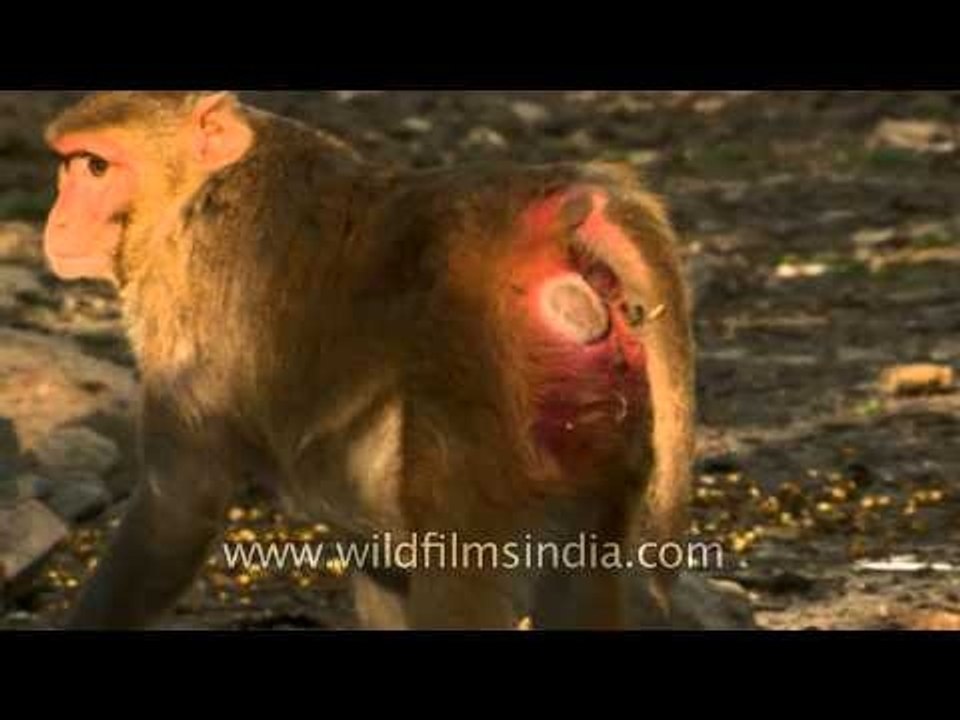 Monkey with a red derriere!