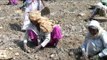 Removing potato tubers from soil in Uttar Pradesh