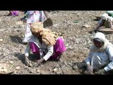 Removing potato tubers from soil in Uttar Pradesh