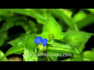 Tropical wild-flowers of Kaas Plateau