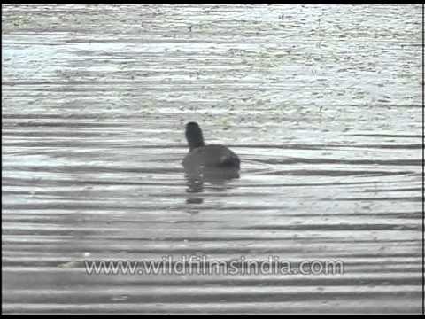 Avifauna sanctuary in Bharatpur, Rajasthan