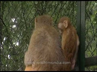 Monkeys scavenging on Delhi streets