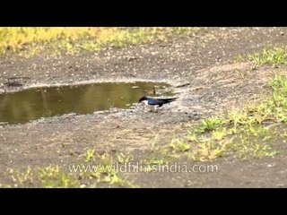 Wire-tailed Swallow collects mud for nest, Maharashtra, India