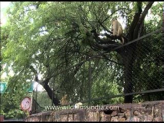 Monkey hiding under the shade of the tree from rain