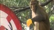 Man feeds mangos to urban bratty monkeys