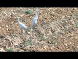 Cattle Egrets visit potato fields in Uttar Pradesh