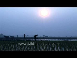 Farmers work till sunset in West Bengal