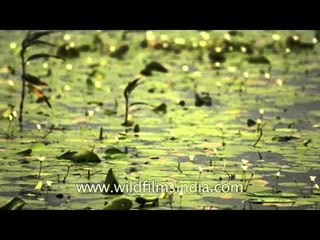 Zingiber neesanum & Water lily of Kaas valley