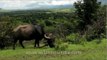 Buffalo grazing in green pasture: Bhandardara, Maharashtra