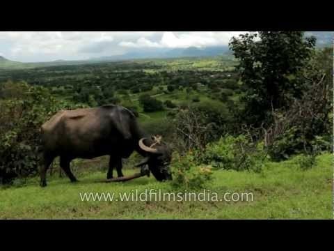 Buffalo grazing in green pasture: Bhandardara, Maharashtra