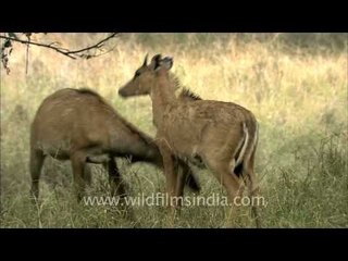 Footage compilation: meadows, animals kissing and icy river
