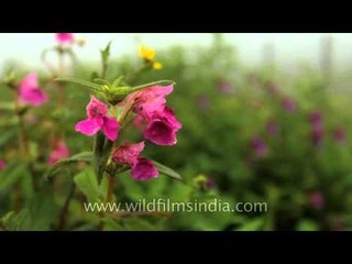 Carpet of enchanting flowers in abundance at Kaas Plateau