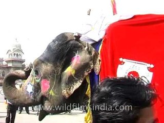 Elephant does catwalk and poses for camera at Jaipur Elephant Festival