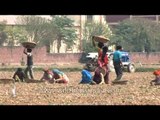 Agricultural work in paddy fields in Uttar Pradesh