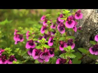 Carpet of Pink Impatiens growing wild at Kaas Plateau