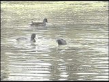 Aquatic birds of Keoladeo National Park earlier known as Bharatpur Bird Sanctuary in Rajasthan