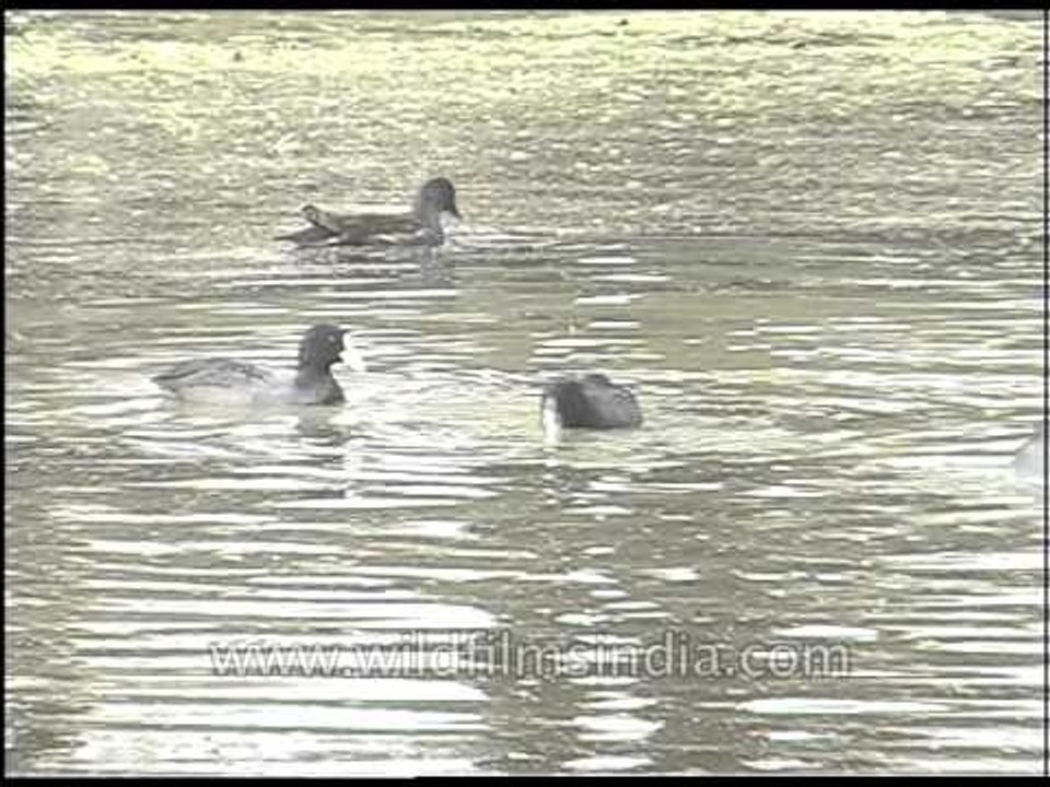 Aquatic birds of Keoladeo National Park earlier known as Bharatpur Bird Sanctuary in Rajasthan