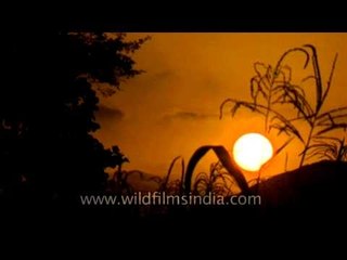 Sun setting over a farm in rural Uttar Pradesh