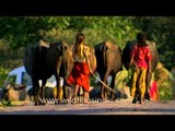 Girls herding livestock and cattle in rural Uttar Pradesh