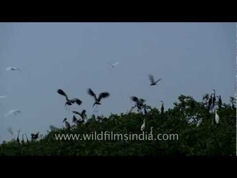 Birds of different feathers perching on a tree in Uttar Pradesh