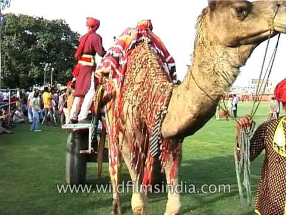Camel parades gracefully during the procession at Jaipur Elephant Festival