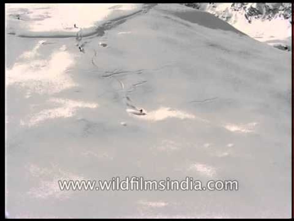 Aerial view of Heli-skiing in Himalaya