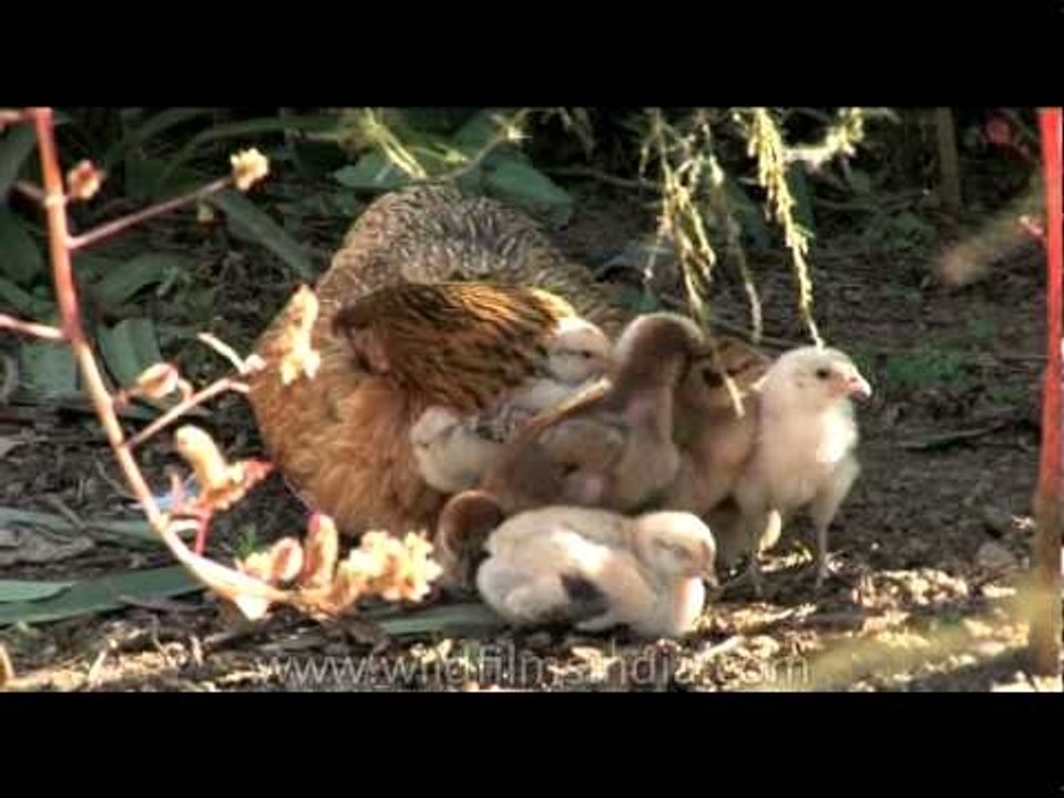 Hen with her chicks