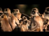 Group of gray langurs in Sariska