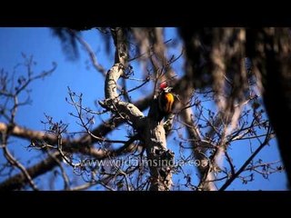 Golden-backed Woodpecker at Pandupol, Sariska