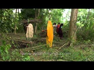 Selective timber collecting in the forest of Uttar Pradesh