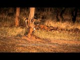 Spotted Deer or Cheetal roaming in Sariska national park