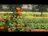 Farming life in rural Uttar Pradesh, India