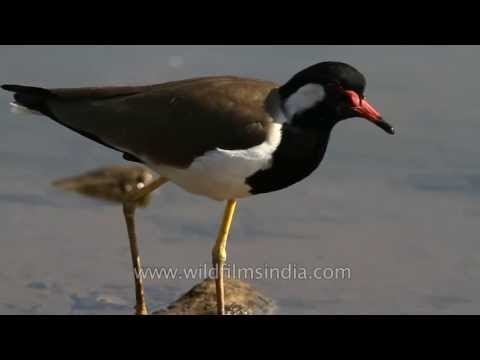 A Red-Wattled Lapwing in Sariska