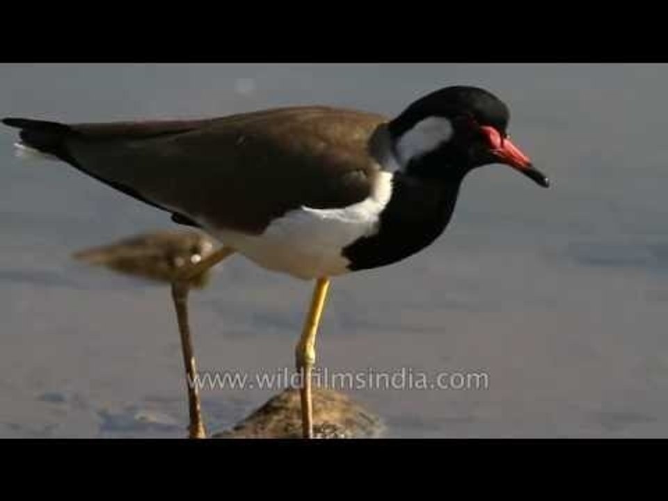 A Red-Wattled Lapwing in Sariska