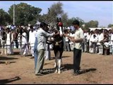 Pushkar Cattle Fair - Horse competition