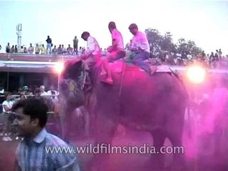 Playing with colors while riding on an elephant during Holi