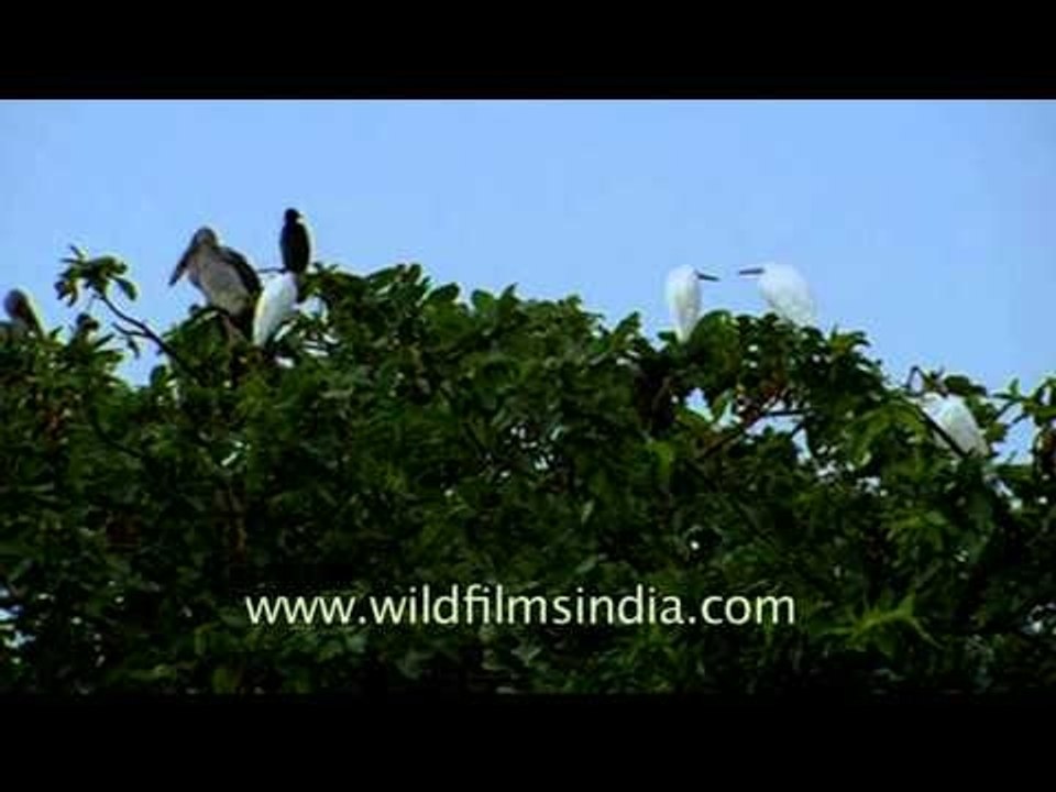 Migrating season attracts birds in Uttar Pradesh