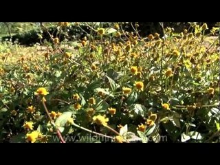 Wild yellow flowers of India