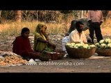 Roadside trading in Uttar Pradesh - Seasonal fruit & vegetable sellers