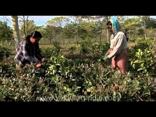 Looking after the bushes in a tea garden in North-east India