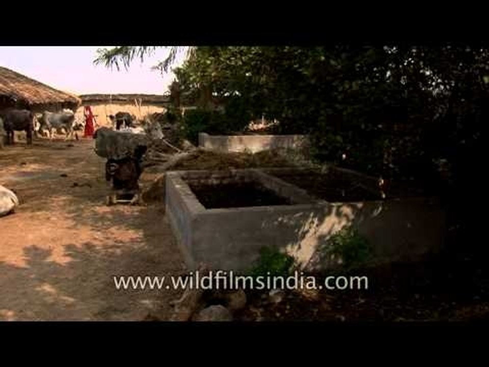 Vermicompost: Recycling cattle faeces into valuable organic manure in rural Uttar Pradesh
