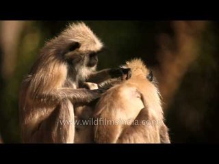Gray langurs de-ticking each other in Sariska