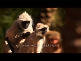 Gray langurs de-ticking each other