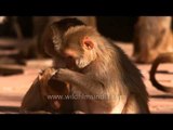 Rhesus Macaques at Sariska National Park, Rajasthan