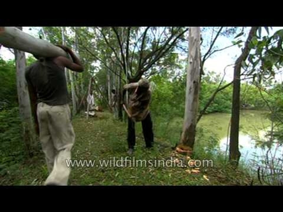 Cutting Eucalyptus trees for industrial use