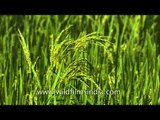 Green paddy fields growing with rice in Uttar Pradesh