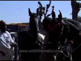 Pushkar Cattle Fair - Horse being exhibited, Rajasthan