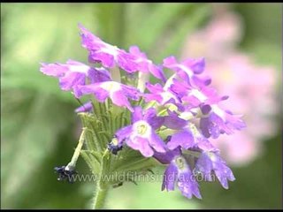 Primula, Verbena and other garden flowers