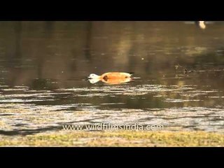 Brahminy Duck at Karnakabas, Sariska