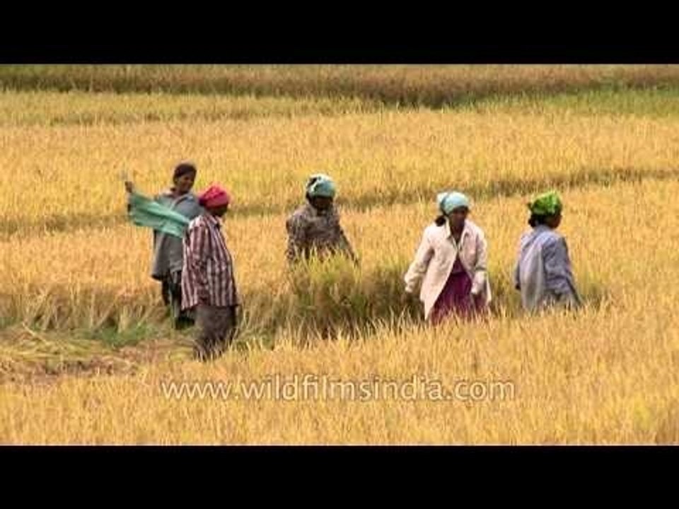 Women farmers in Karnataka cut their paddy crops